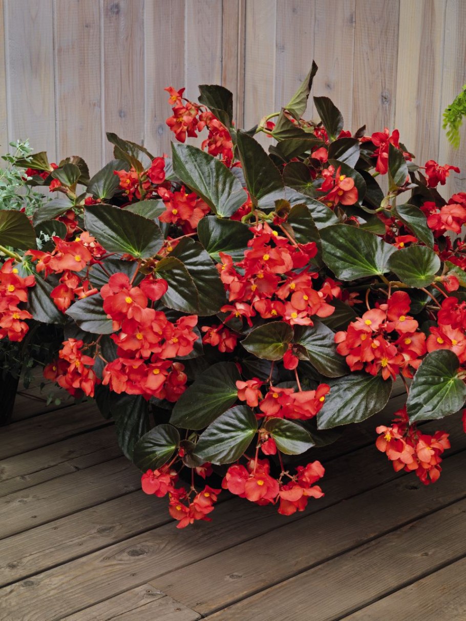 Бегония бенариенсис Биг ред бронз лиф