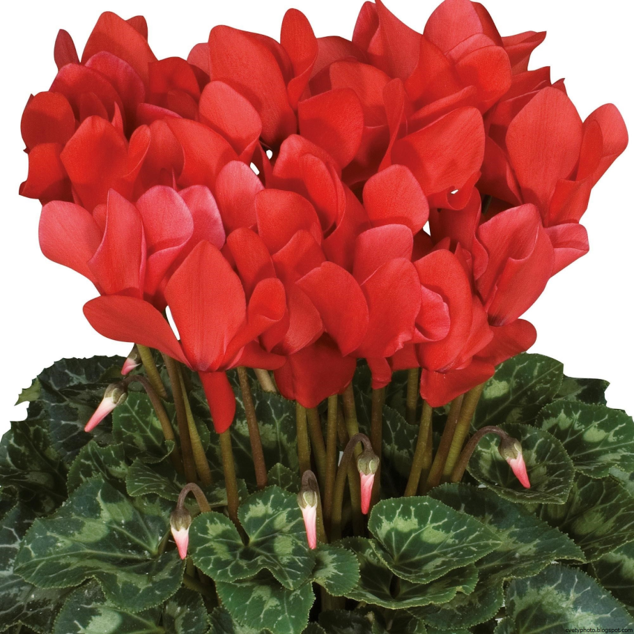 Цикламен персидский Ассоль