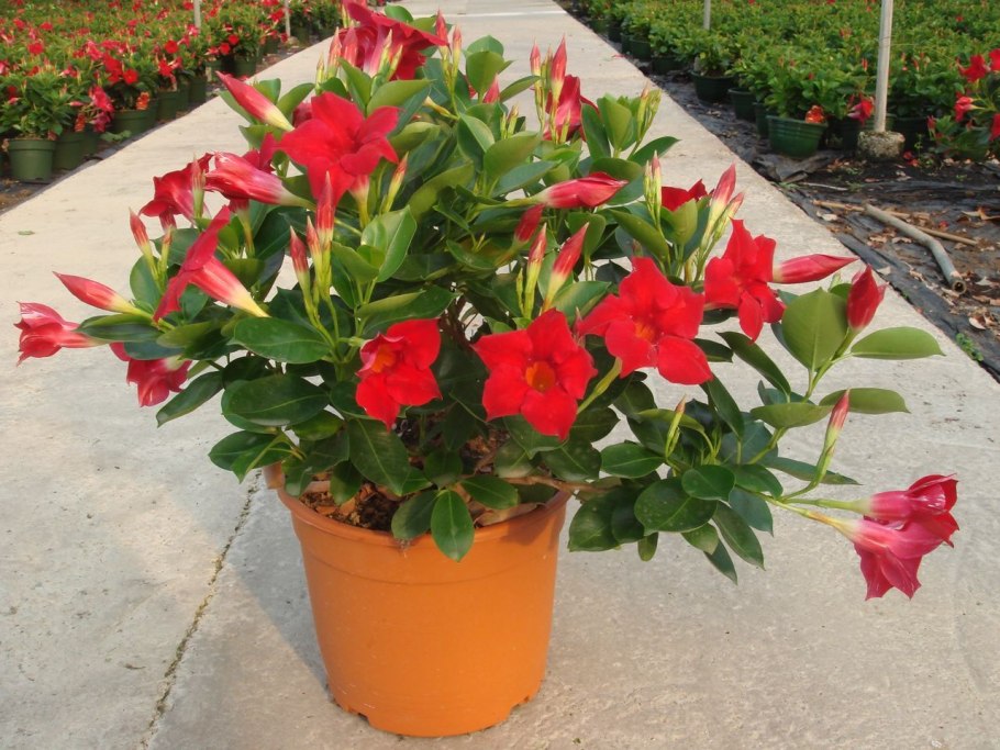 Дипладения цветок