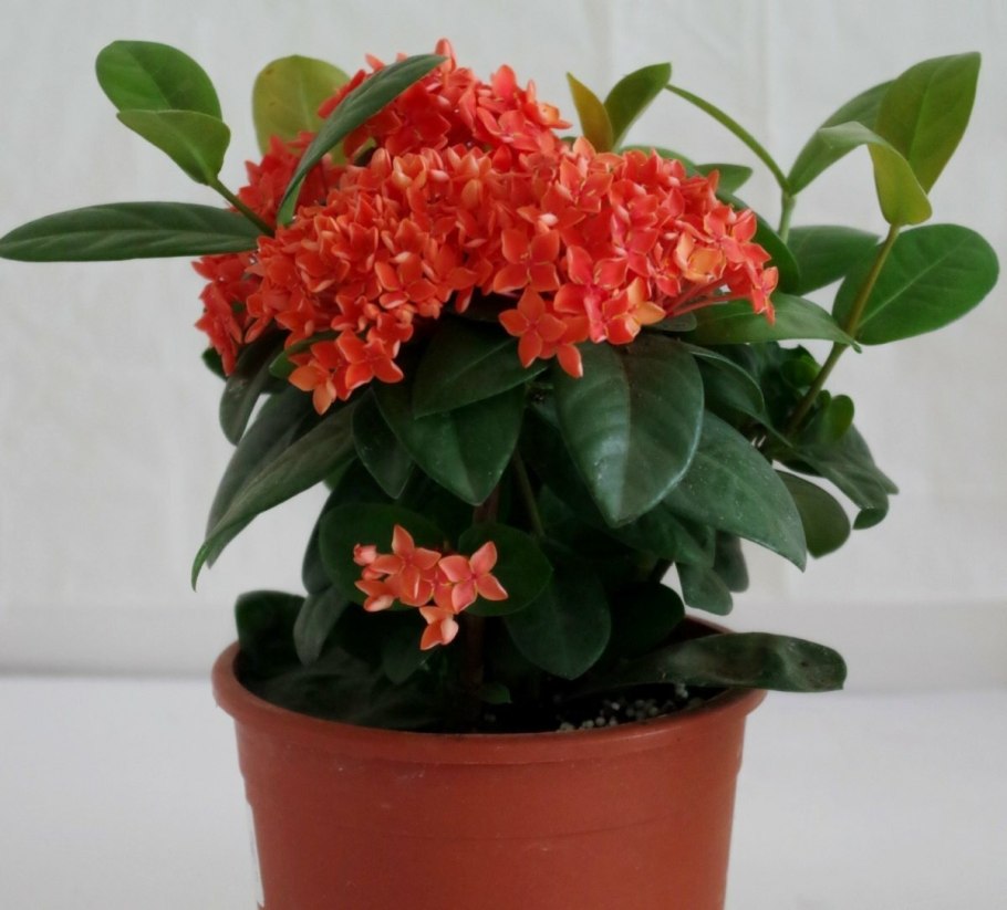 Иксора Ирэн