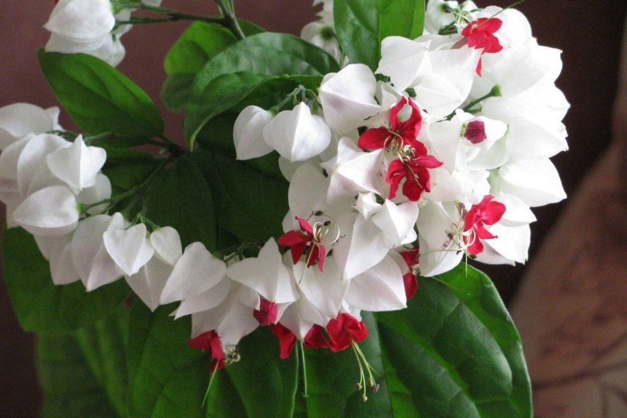 Цветок Томпсона клеродендрум