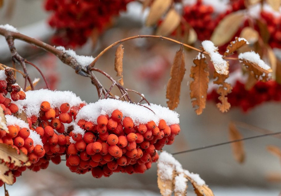 Рябина фото