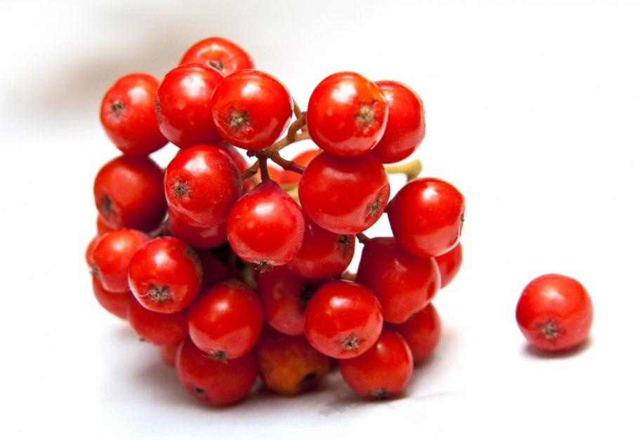 Ягодки рябины