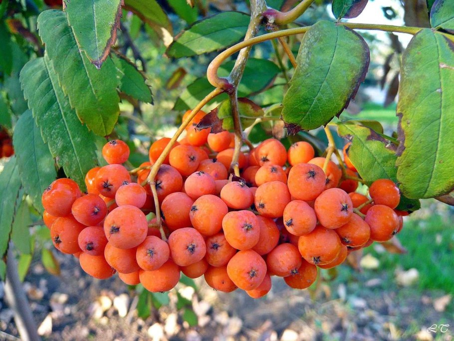 Рябина сорт Сорбинка