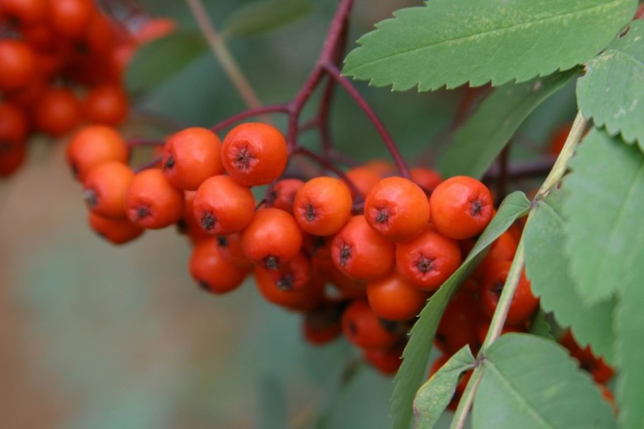 Рябина обыкновенная edulis