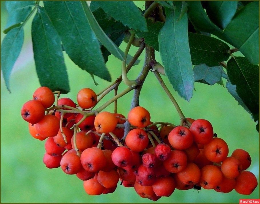 Рябина обыкновенная Сорбинка