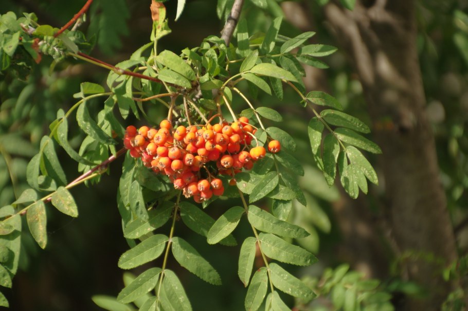 Рябина обыкновенная Sorbus aucuparia