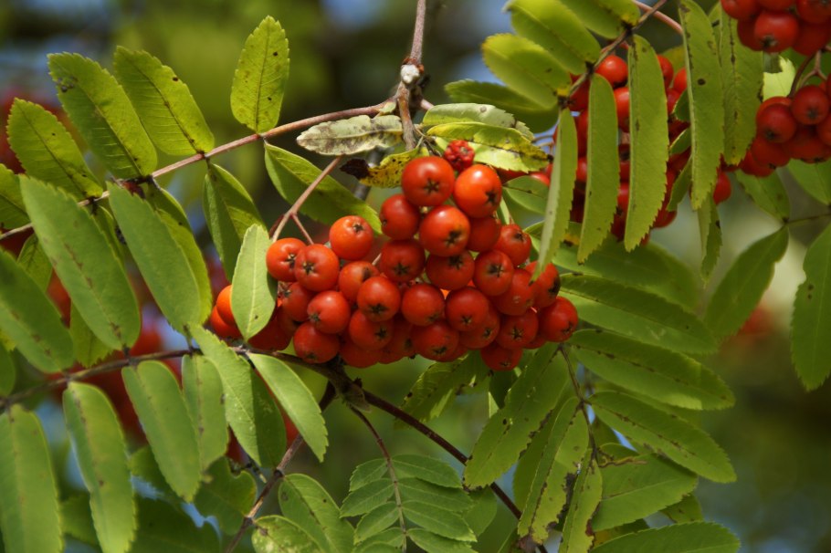 Рябина обыкновенная Sorbus aucuparia