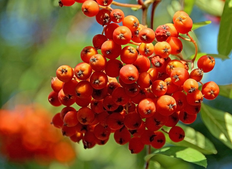 Рябина айастанская