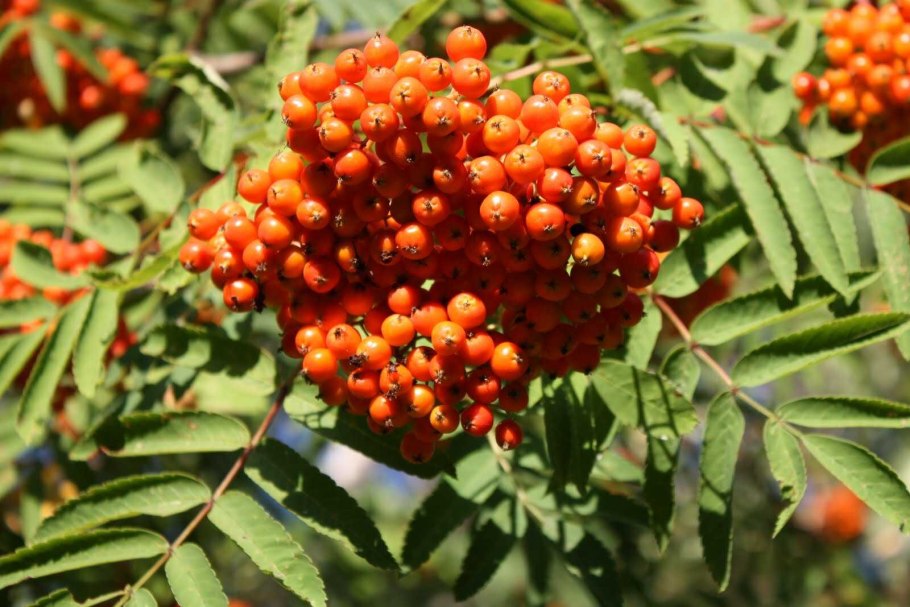 Рябина Горная Sorbus scopulina