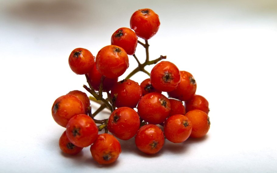 Рябина красная плоды