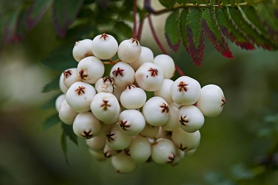 Рябина кашмирская Sorbus cashmiriana