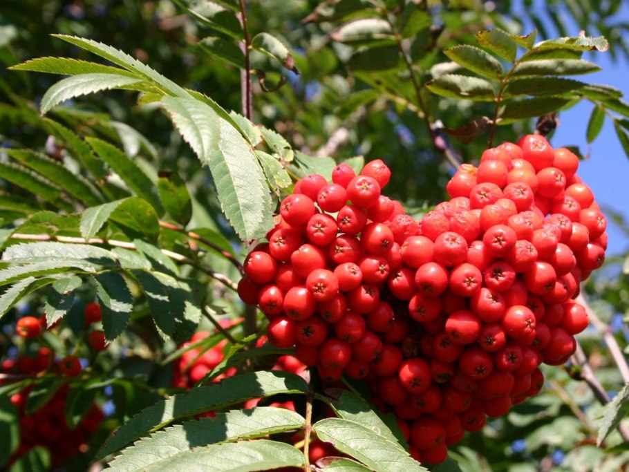 Рябина обыкновенная Sorbus aucuparia