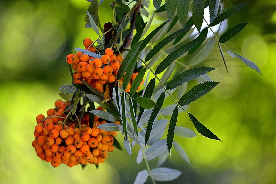 Ягоды рябина обыкновенная осень