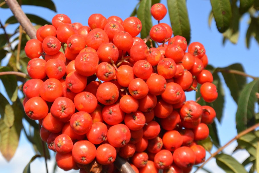 Рябина сорт Вефед