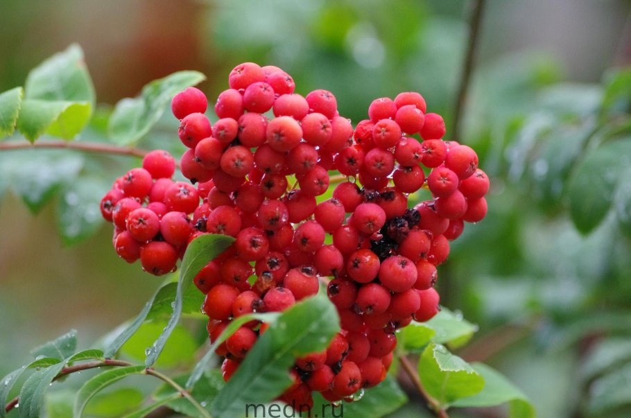 Арония красноплодная