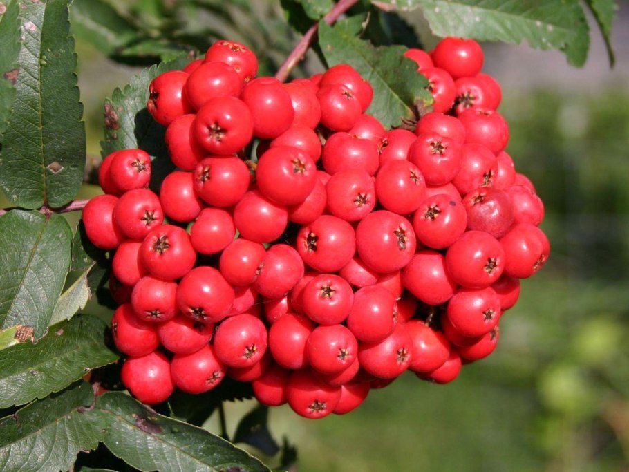 Рябина Невежинская