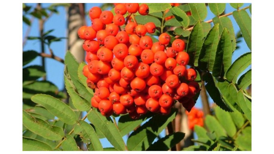 Рябина обыкновенная Невежинская