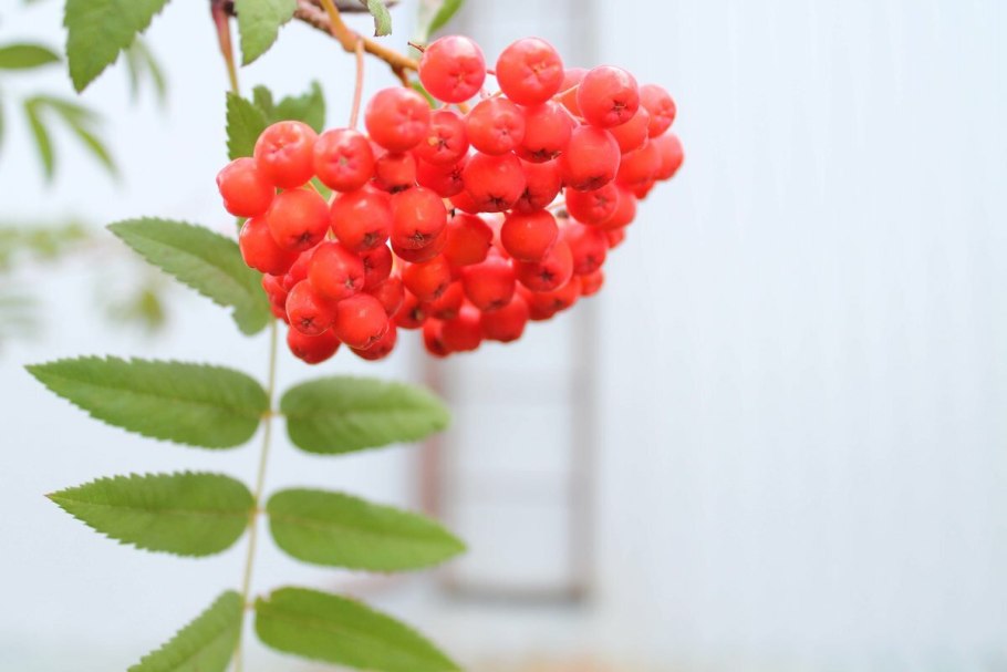 Ветка рябины