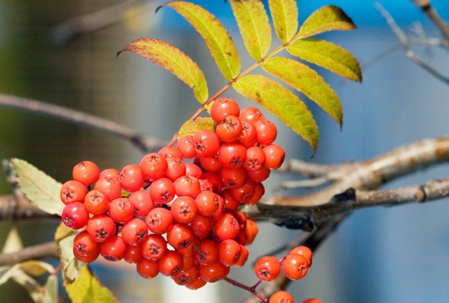 Рябина красноплодная