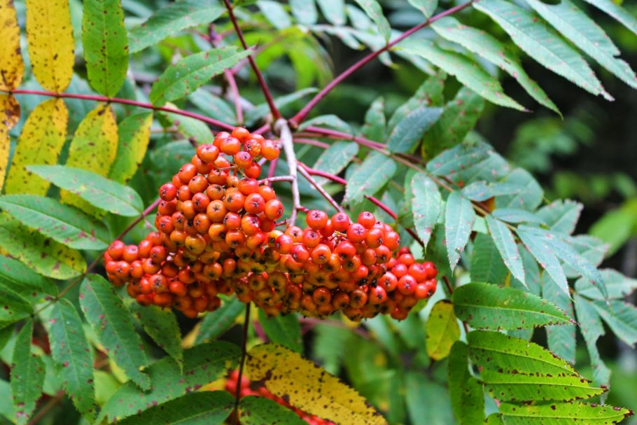 Рябина остролистная