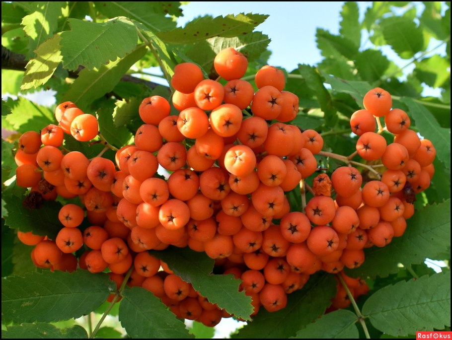 Плоды рябины фото