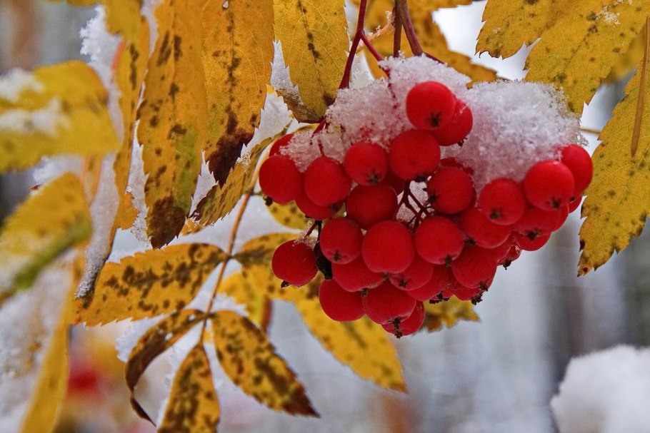 Рябина фото