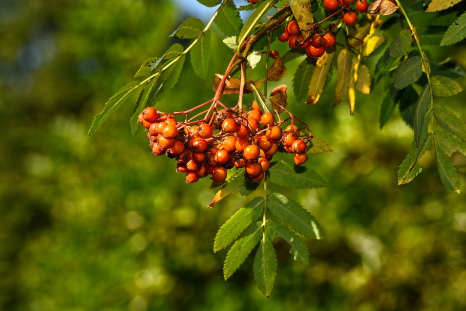 Sorbus pohuashanensis