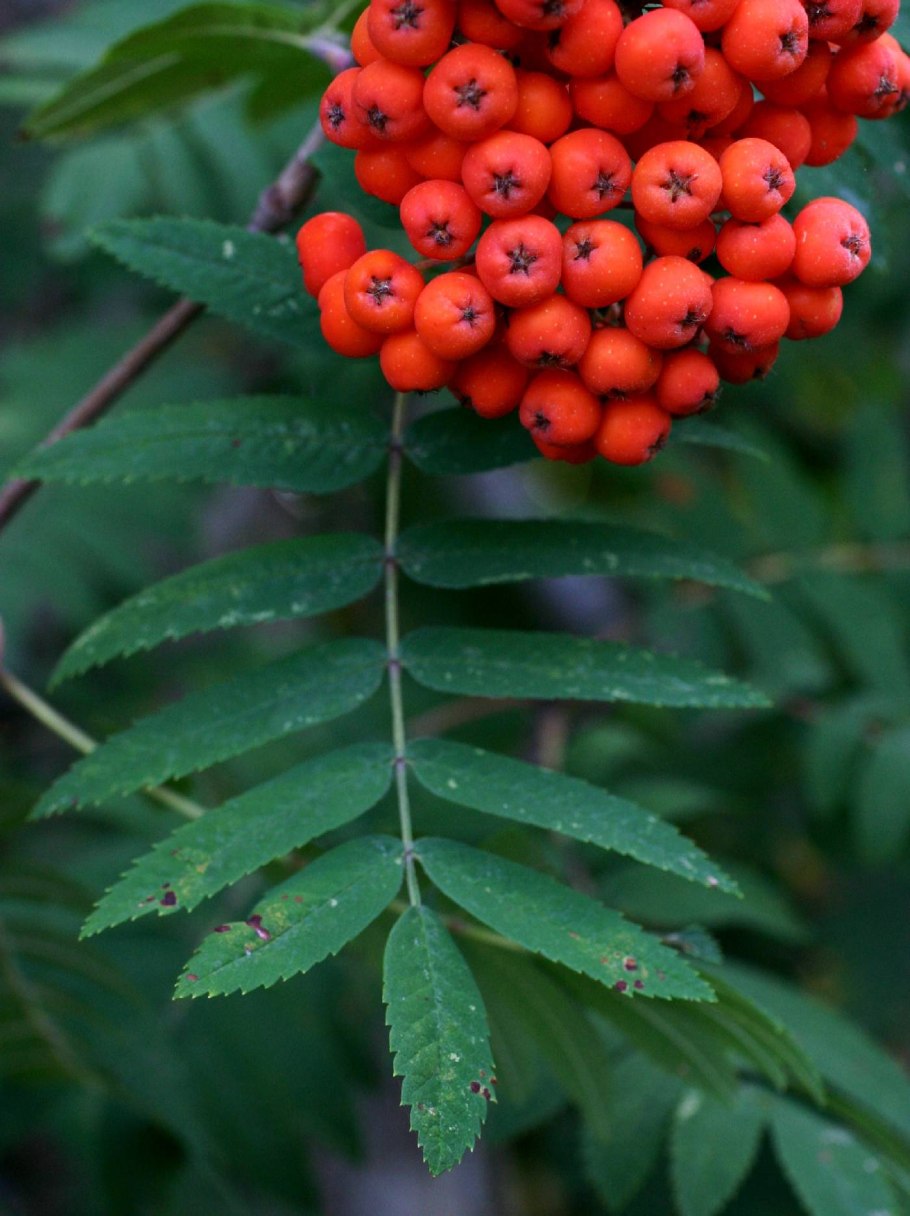 Рябина обыкновенная Sorbus aucuparia