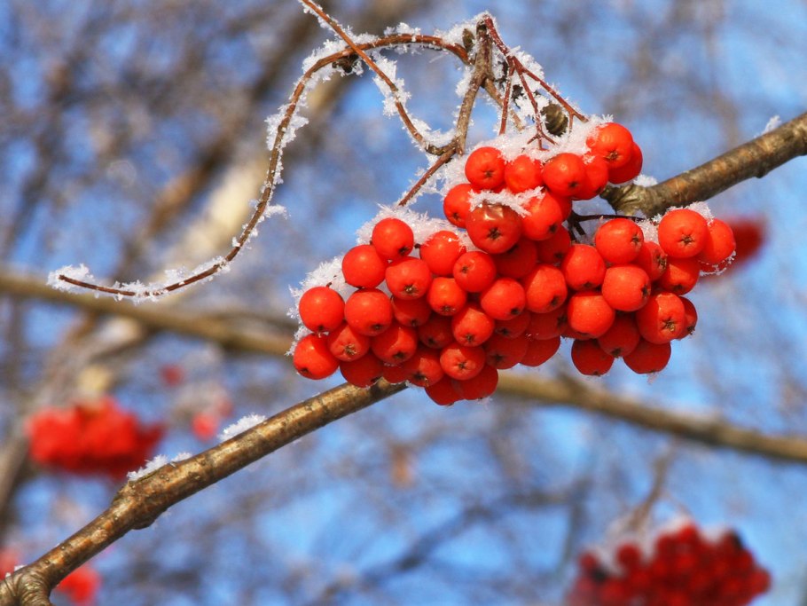 Ягоды рябины зимой
