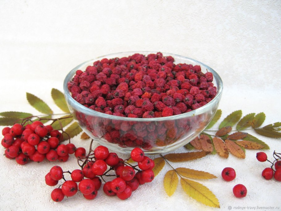 Рябина красная плоды