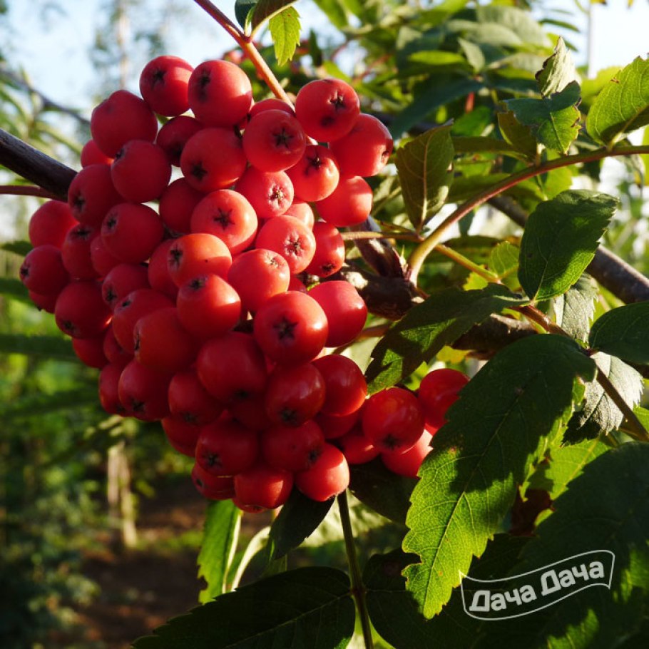 Рябина обыкновенная edulis