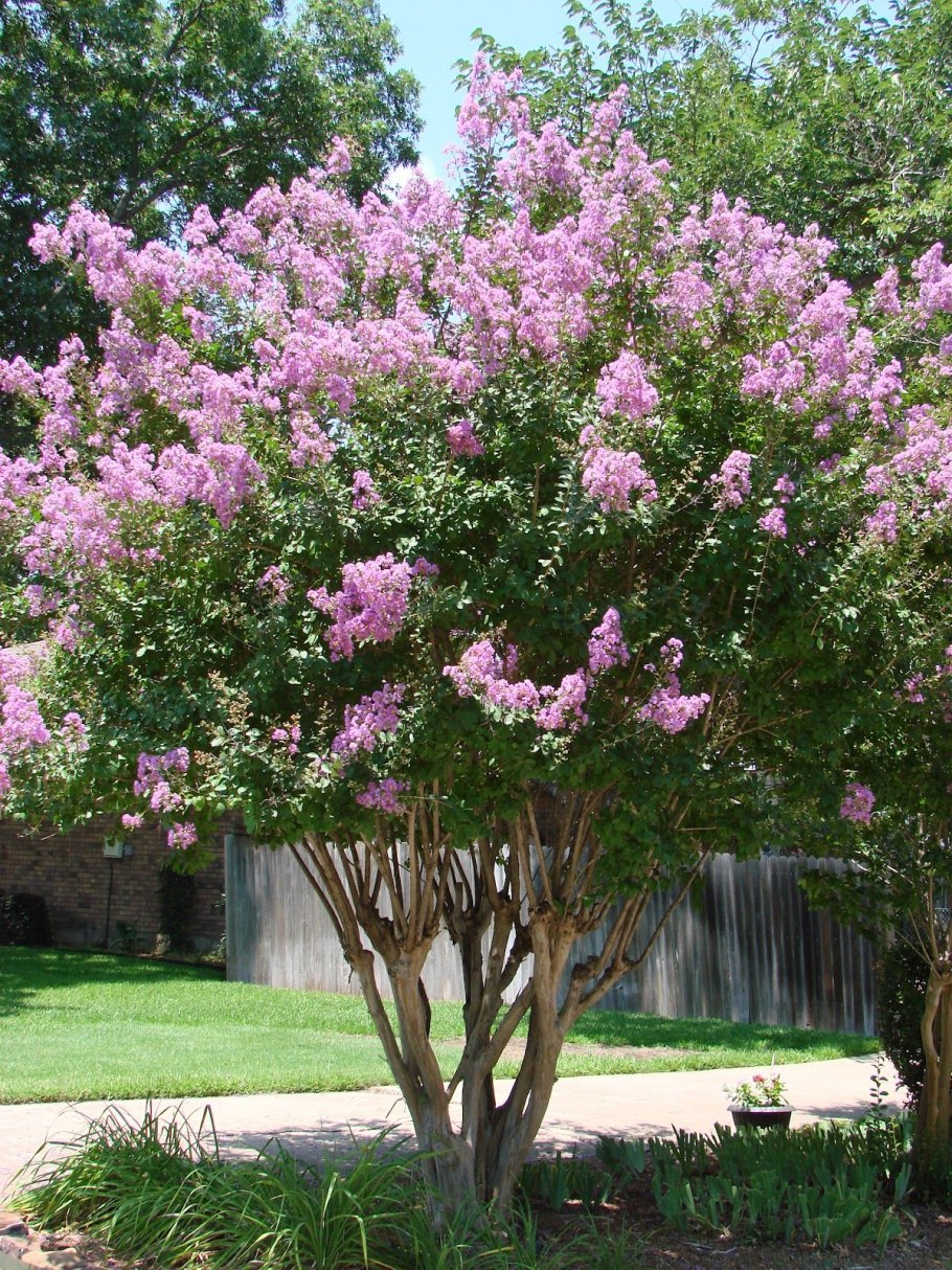 Дерево Crape Myrtle
