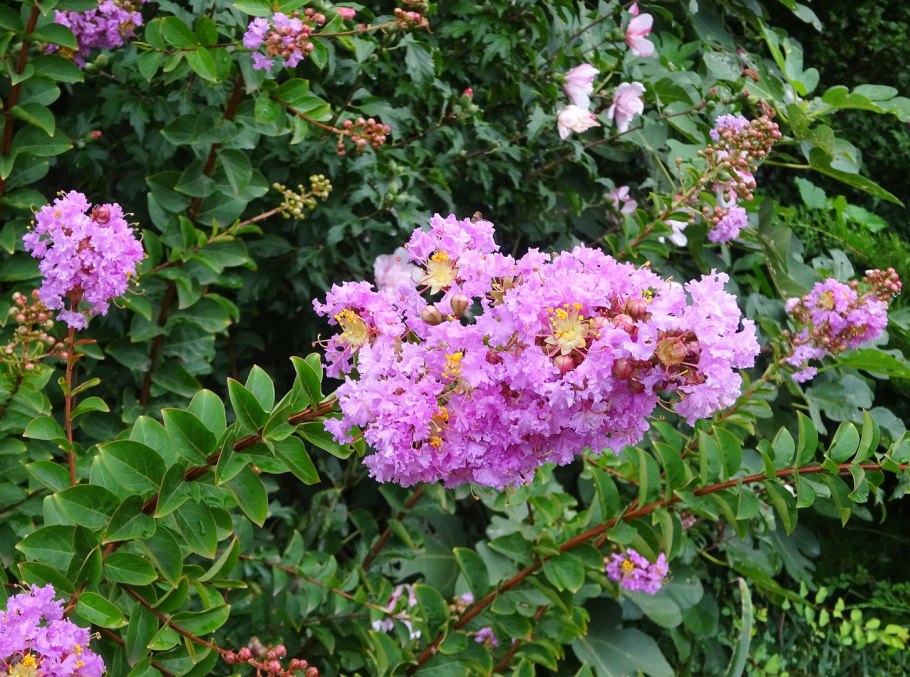 Лагерстремия белая