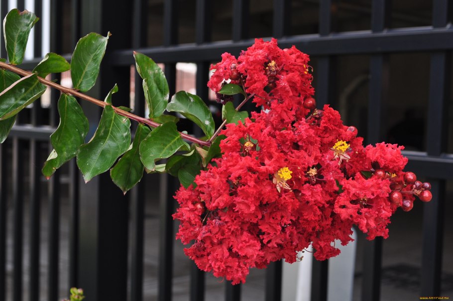 Индийская сирень Лагерстремия