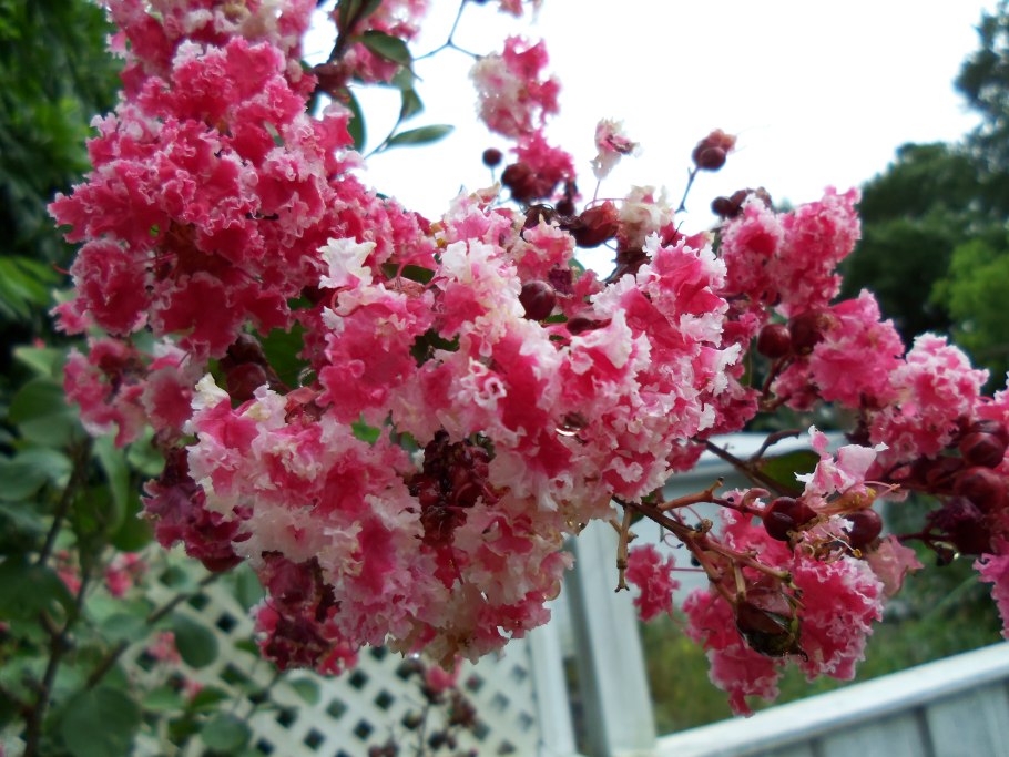 Лагерстремия креп Мирт