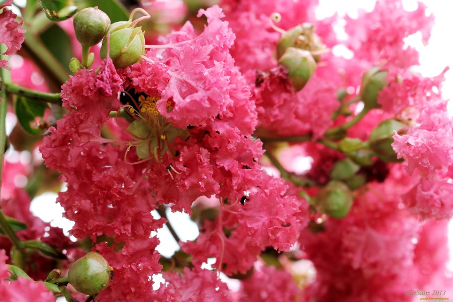 Индийская сирень Лагерстремия