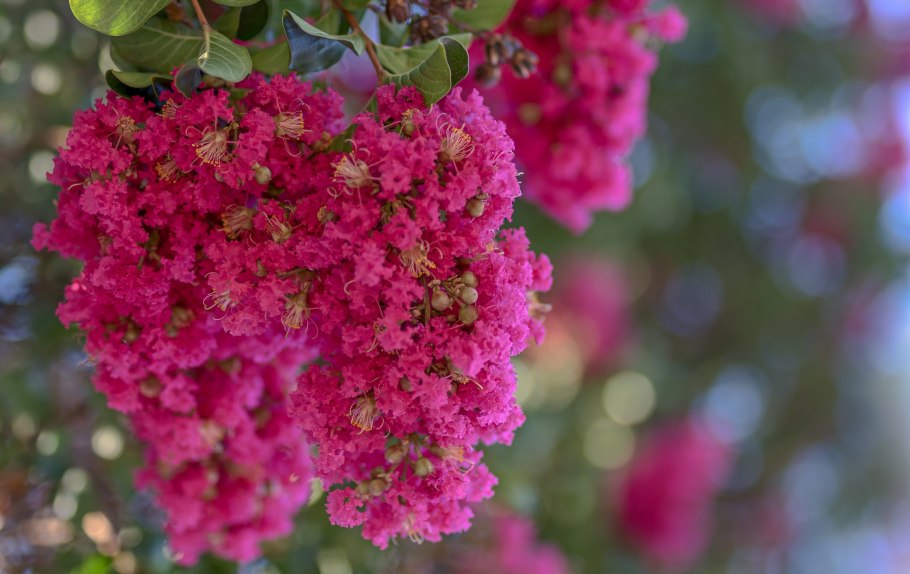 Лагерстремия ампельная