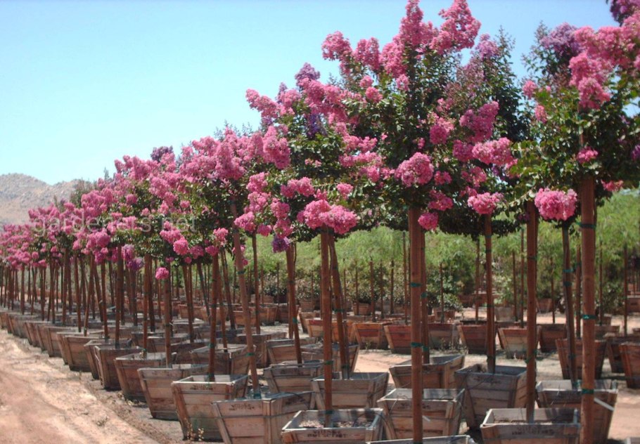 Индийская сирень лагерстремия