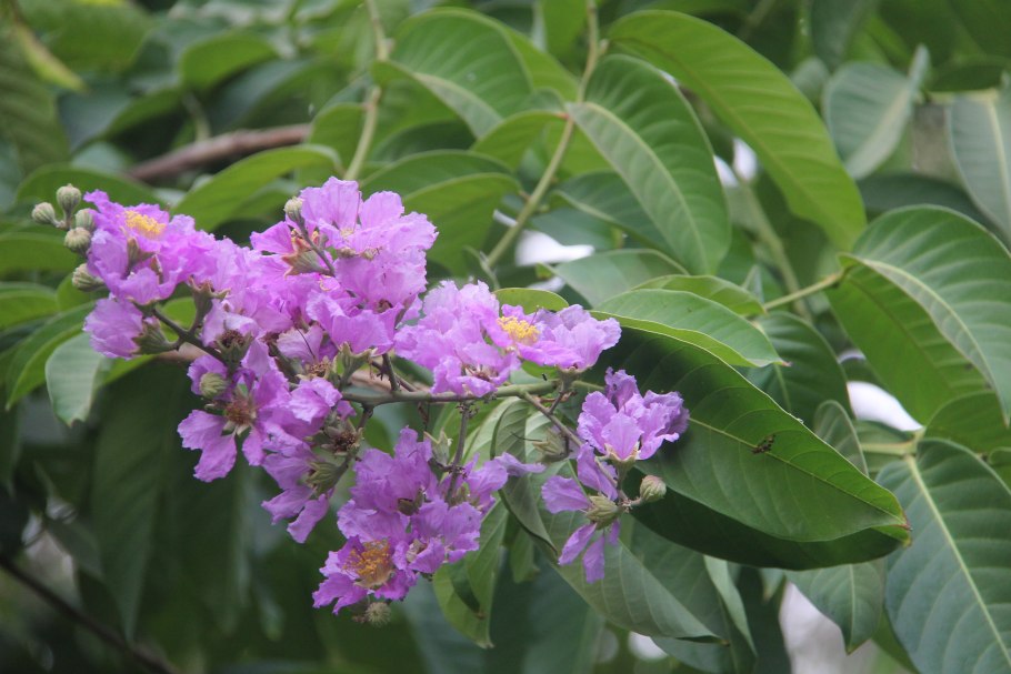 Сирень Лагерстремия