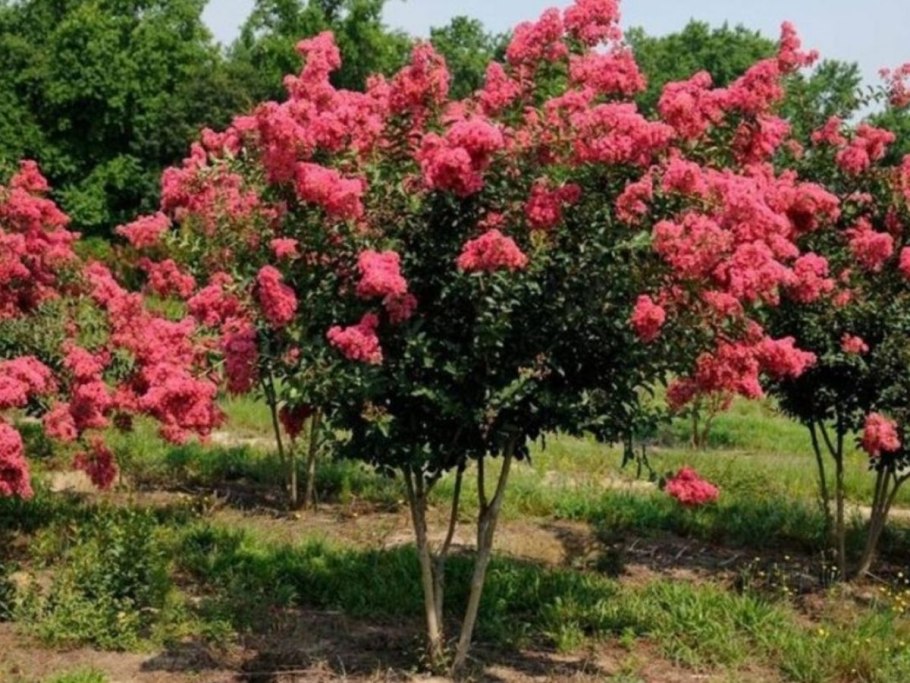 Лагерстремия индийская дерево