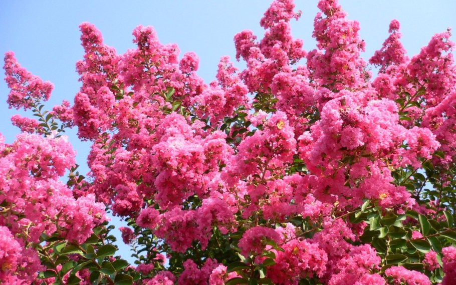 Индийская сирень Лагерстремия Абхазия