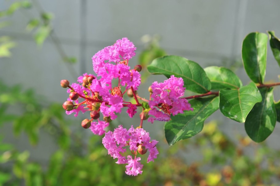 Лагерстремия индийская (Lagerstroemia Indica)