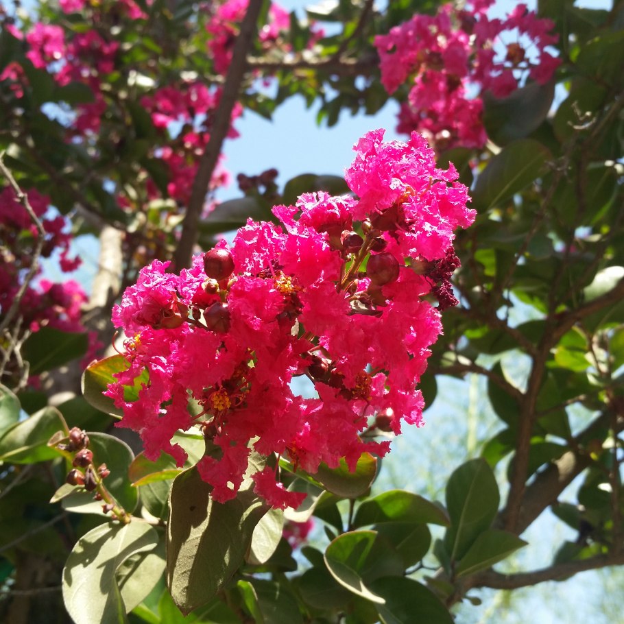Лагерстремия индийская Магнифика Розеа