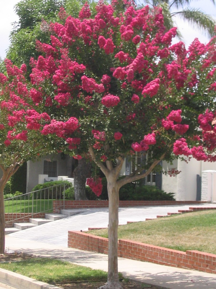 Lagerstroemia speciosa