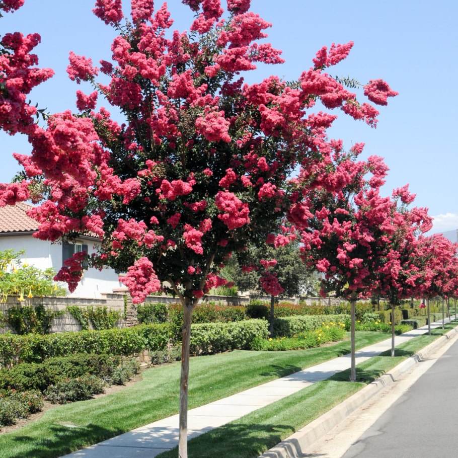 Лагерстремия индийская белая
