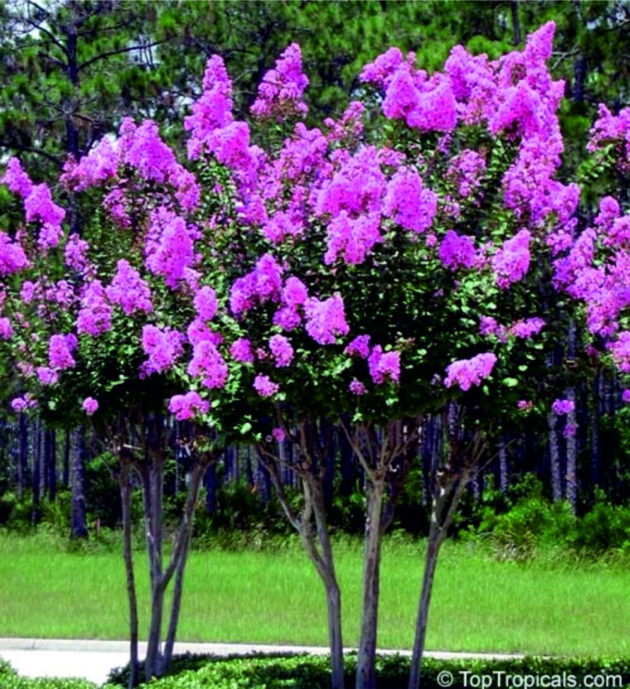 Лагерстремия Pink Velour
