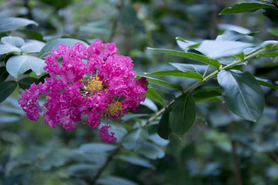 Дерево Crape Myrtle