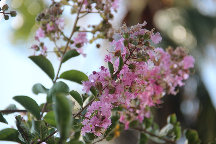 Лагерстремия ампельная