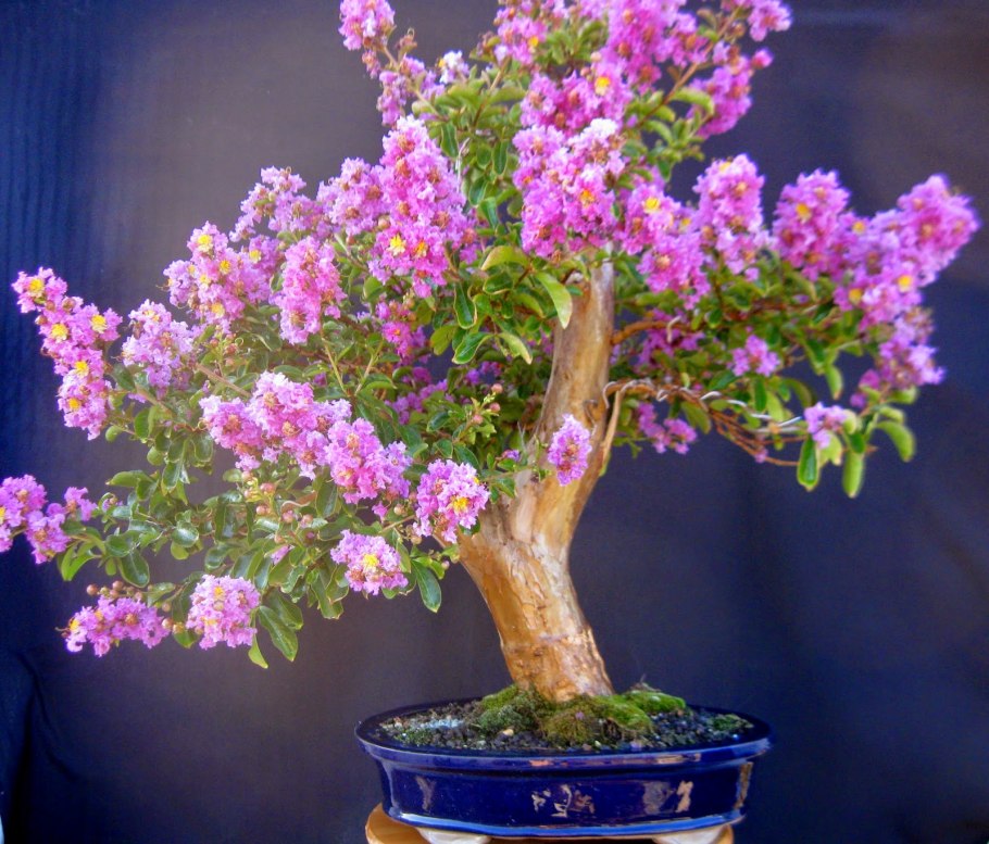 Лагерстремия индийская куст